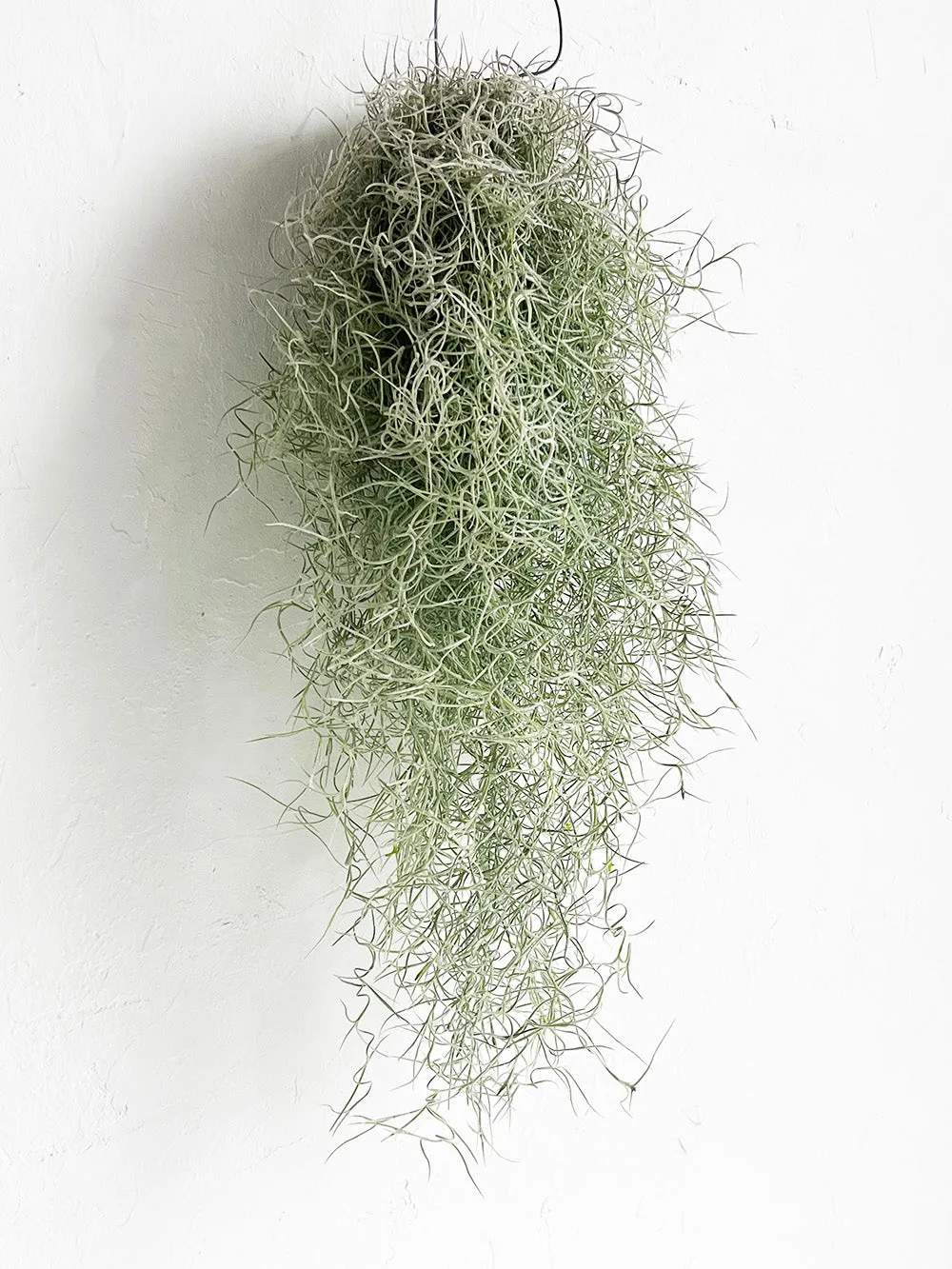 Tillandsia Peruvian Spanish Moss