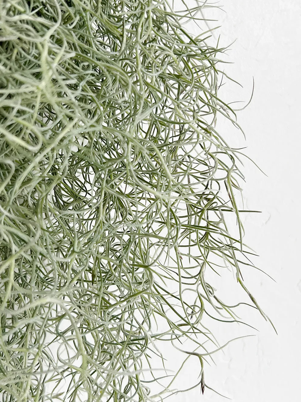 Tillandsia Peruvian Spanish Moss